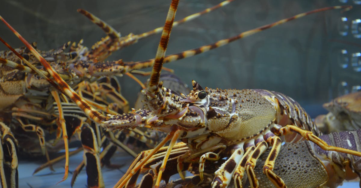 How to Cook Frozen Lobster for Maximum Flavour