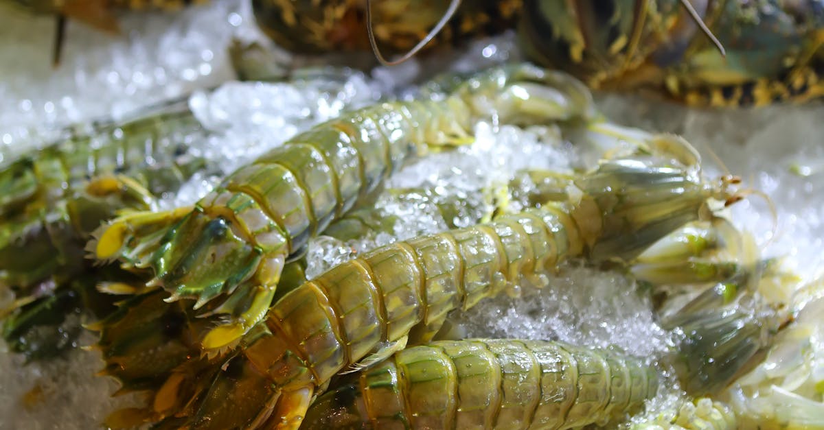 Review of the Best Frozen Lobster Brands