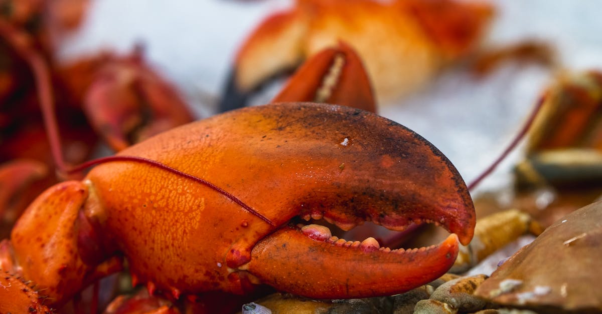 Review of the Best Frozen Lobster Brands