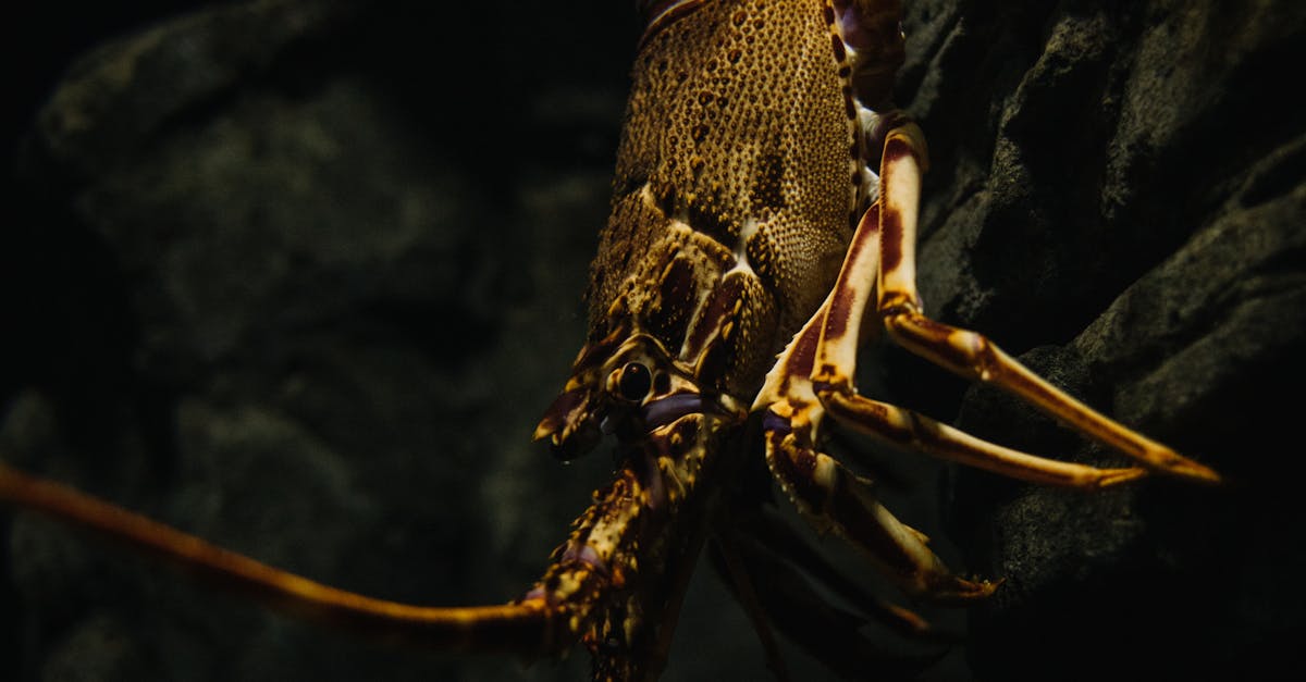 What to Know About Cooking Frozen Lobster