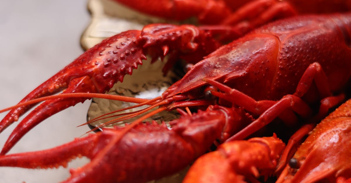 What to Look for in Fresh Frozen Lobster