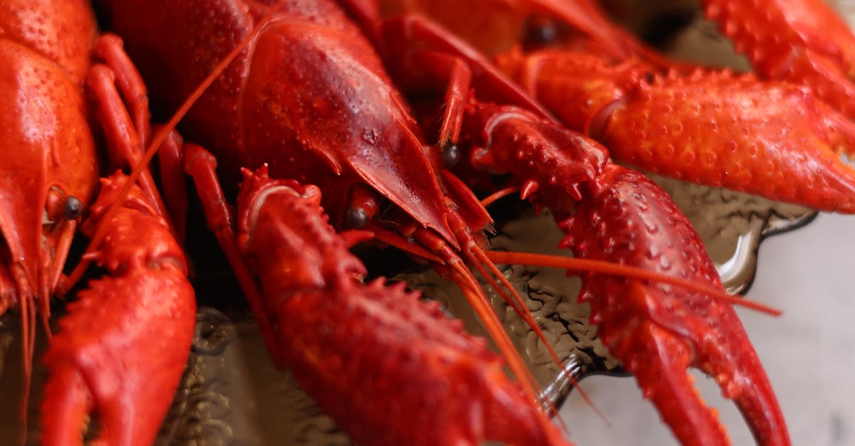 What to Look for in Lobster Grades